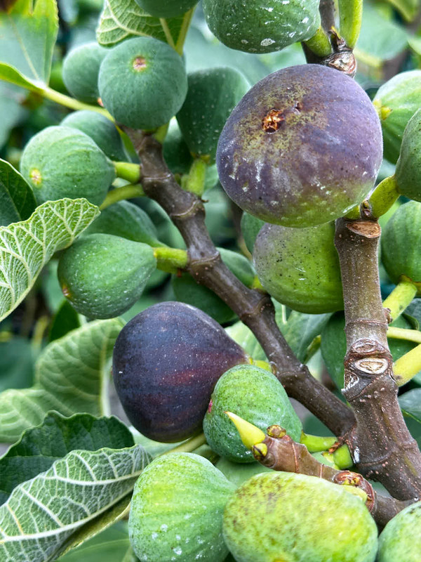figs-733.jpg