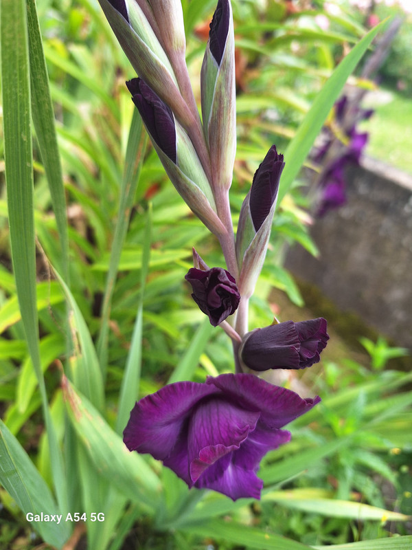 [Image: 20240702-134639.jpg]