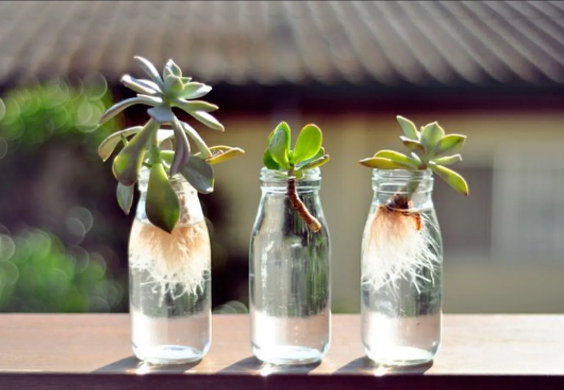 ¿Te gustan las suculentas? Así puedes cultivarlas en el agua