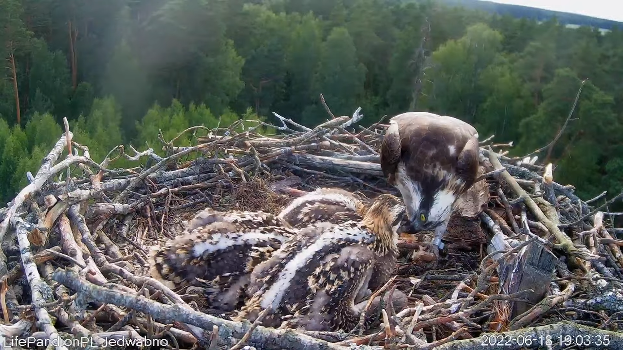 Rybołowy Online Puszcza Napiwodzko-Ramucka _ Ospreys Online in Napiwodzko-Ramucka Forest 10-20-43 sc