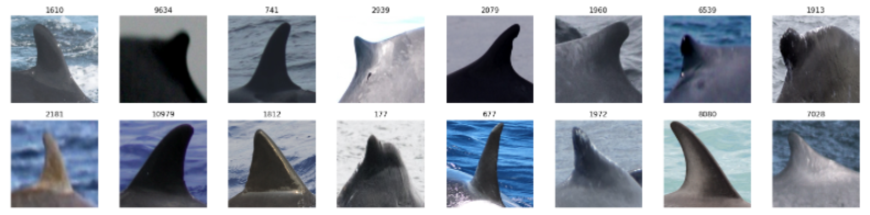 dorsal_fin_crop_train_tfrecords