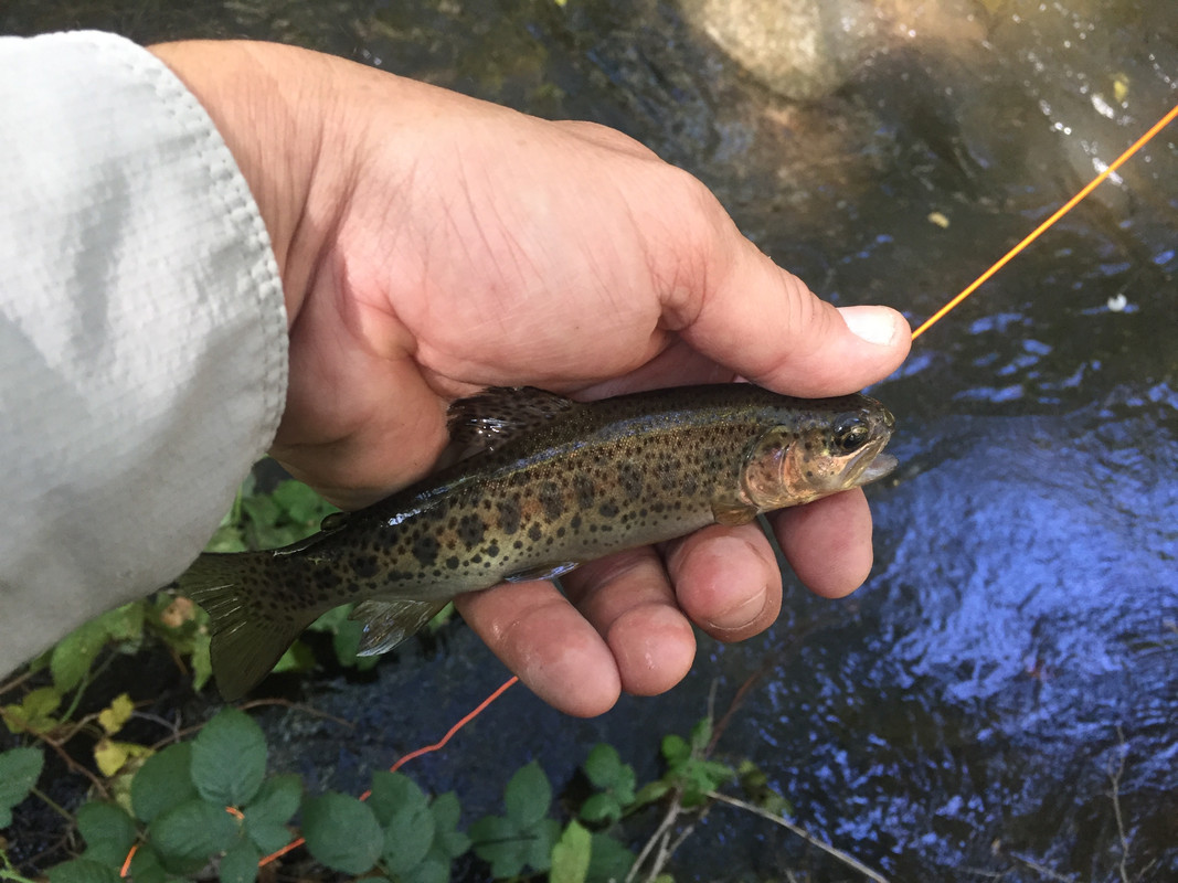 West Fork San Gabriel river above LA. The North American Fly Fishing