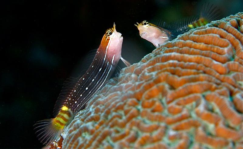 white-LCblenny.jpg