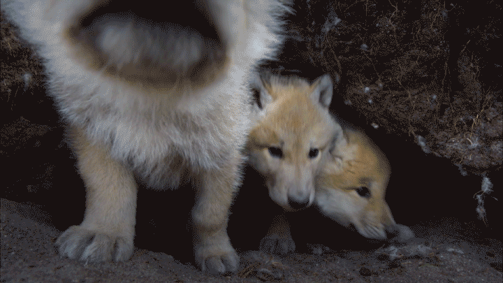 sniff.gif