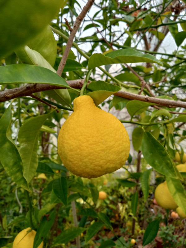 IMG 20251122 091733095 HDR