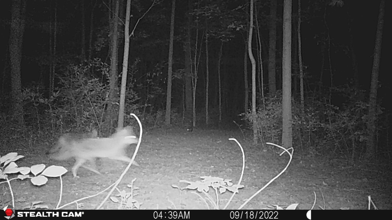 Resized_STC_0018_33872590905150