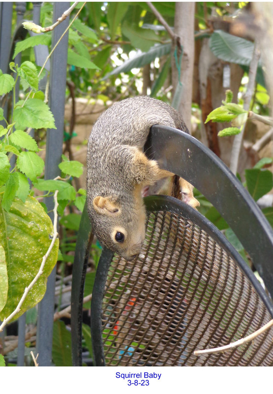 Squirrel-Nest-Baby-4