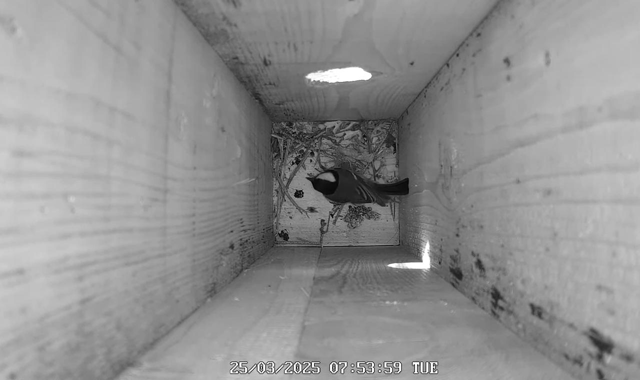 (10) Mājas strazds 2025 Tiešraide - YouTube - 455_22