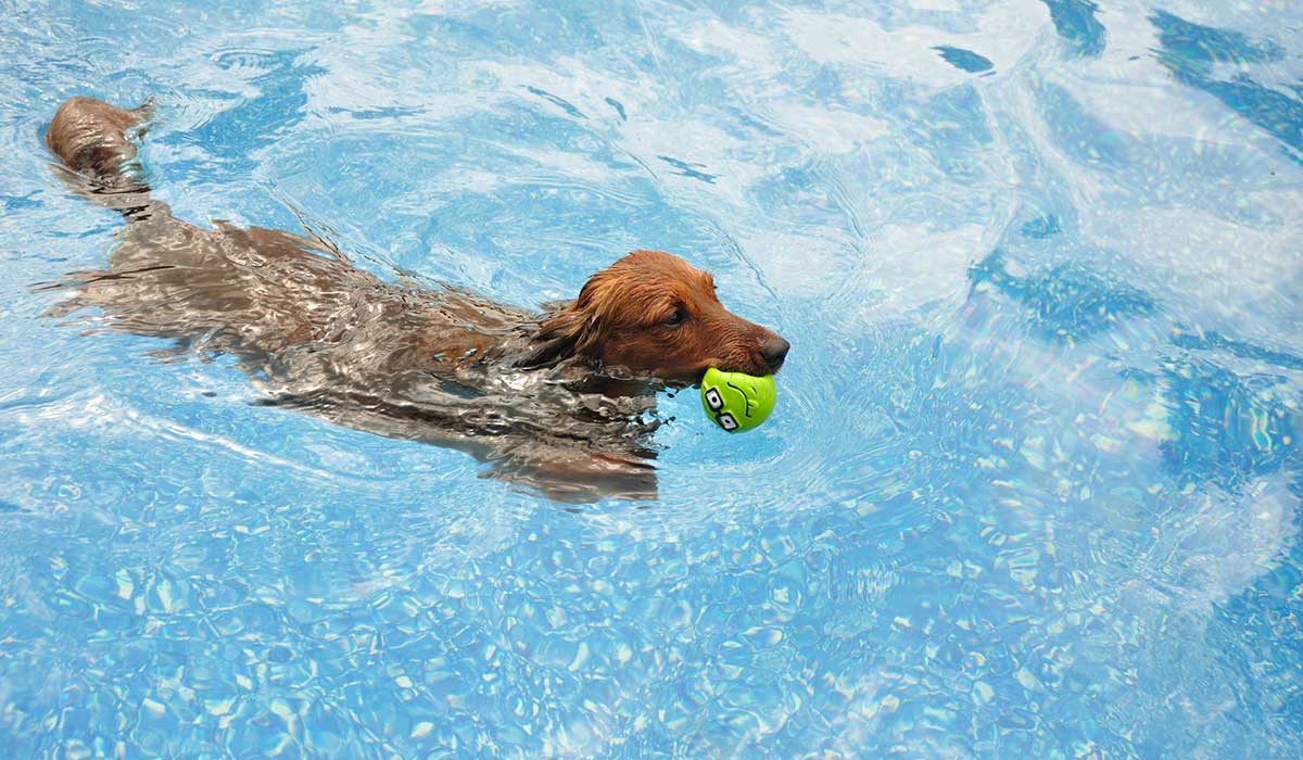 ¡Héroes! rescatan a perrito en mar abierto