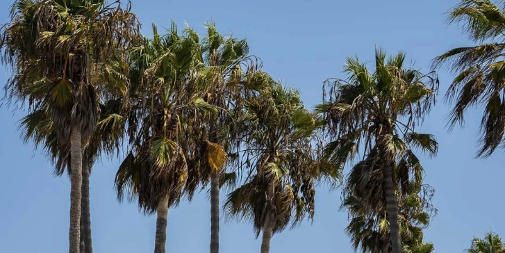 Elite Tree Service Reveals Post-Monsoon Risks of Delaying Dead Tree Removal
