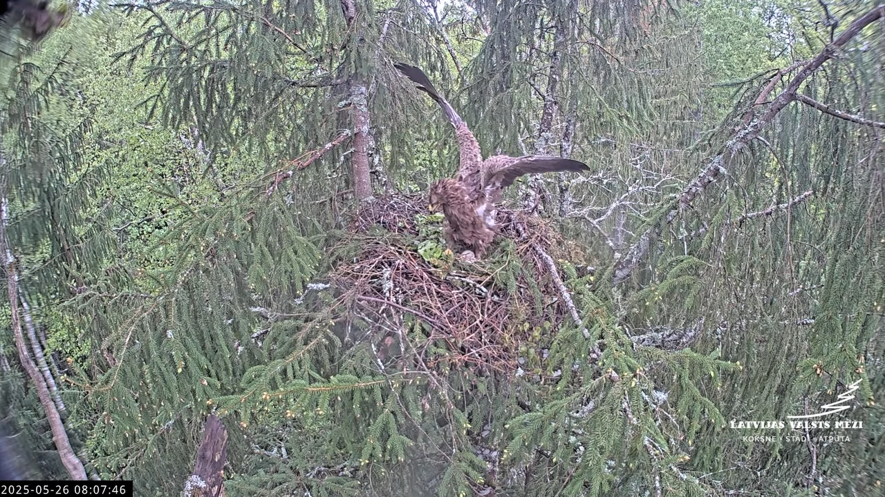LVM mazais ērglis Lisiņa, egle2 – Lesser Spotted Eagle 11-36-46 screenshot