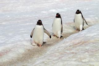 [Image: penguins-walking-on-ice-jpg-838x0-q67-crop-smart.jpg]