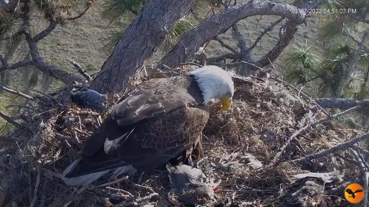 EC 4K Overhead Cam 1-14-0 screenshot