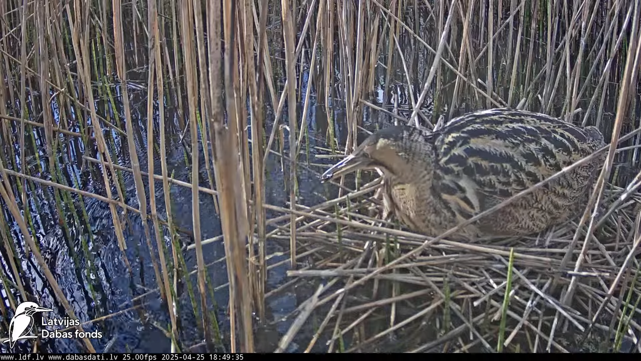 LDF Lielais dumpis (Botaurus stellaris) Zemītes pagastā 11-16-3 screenshot (1)