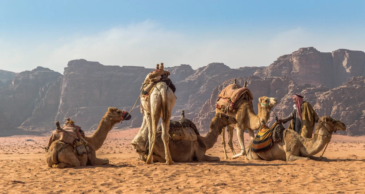 Camel adventure