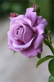 [Image: purple-rose.jpg]