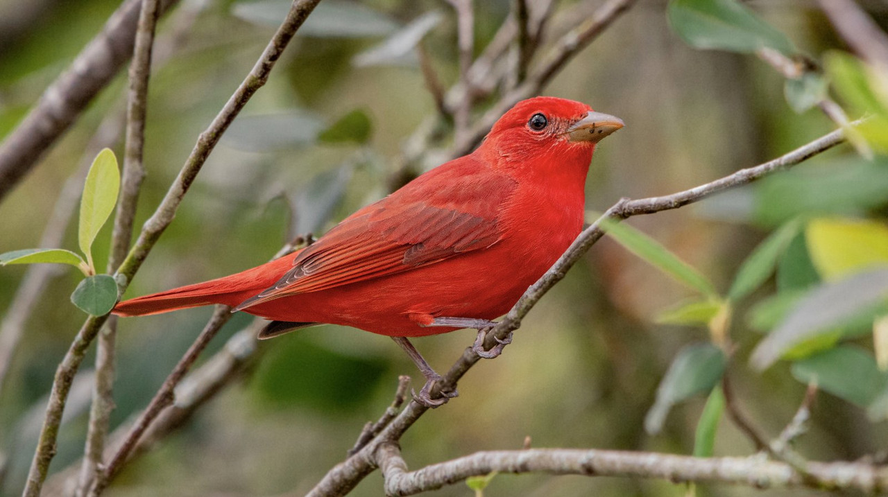 red-piranga-bird-dis1.jpg