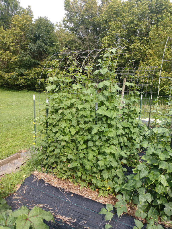 IMG_20200728_164741190