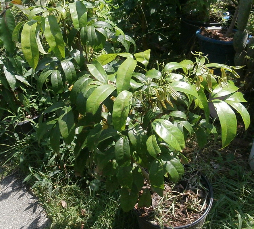 lychee-new-growthz