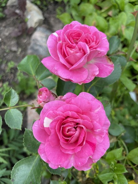https://i.postimg.cc/FzLm0w1x/IMG-2503.jpg