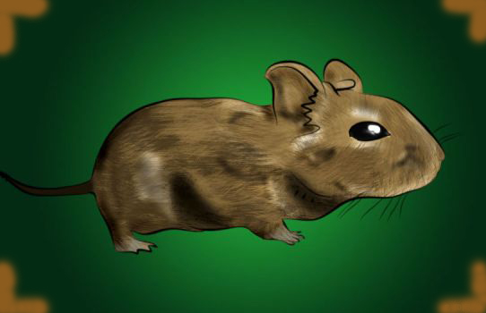 degu_by_dizoider-d2чxupea