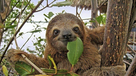 The Tumbleweed Suite - Page 15 Brown-Throated-Three-Toed-Sloth-fullsize