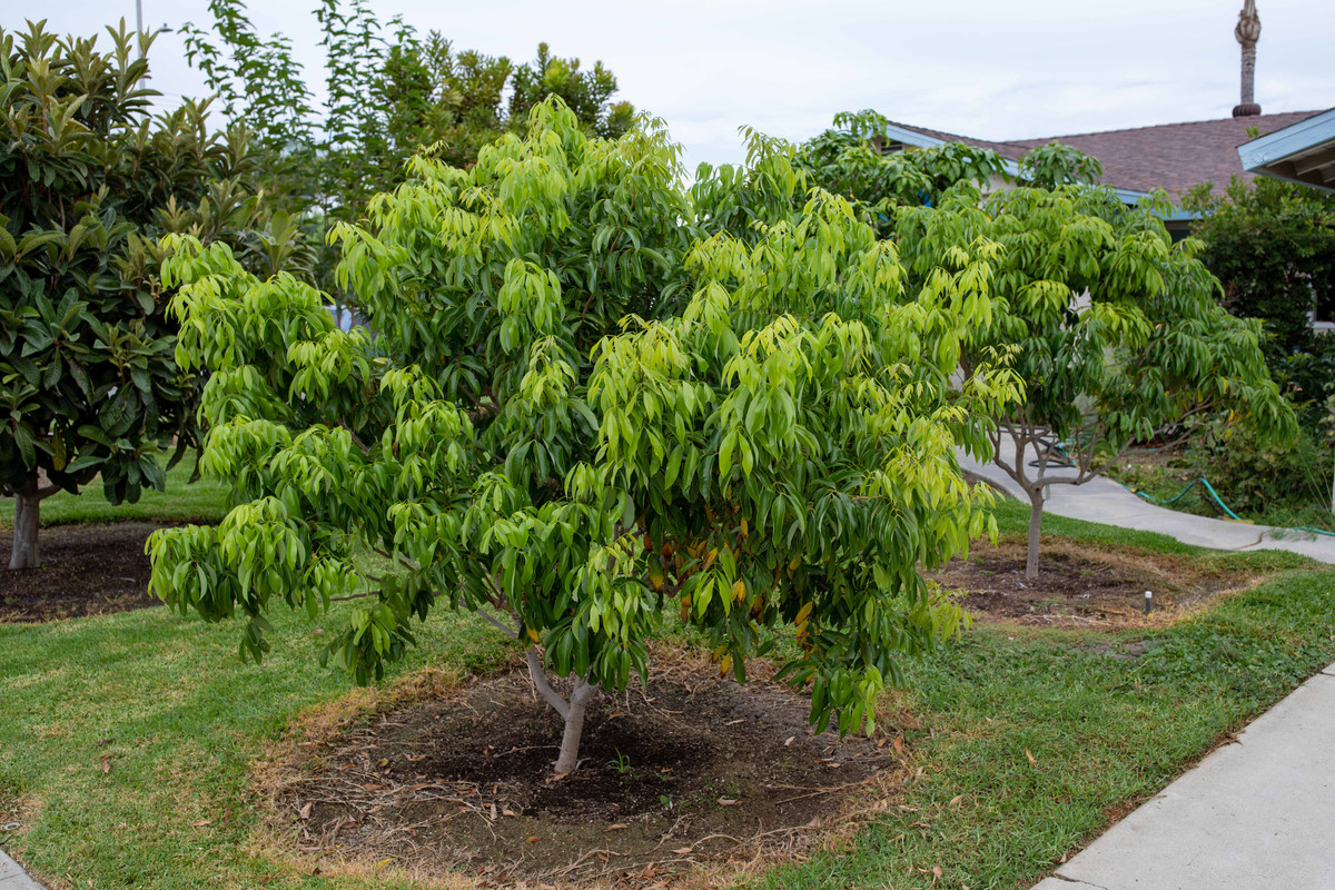 8U1A3661  Mauritius Lychee Tree with Beautiful New Growth (9-9-2022)