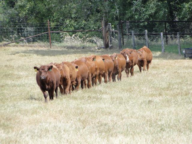 single file-1