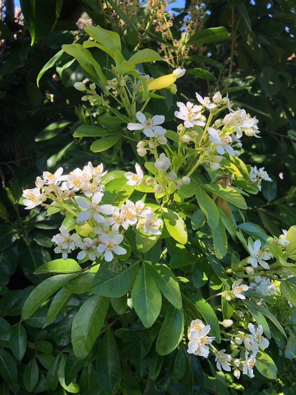 choysia-flowering-april23rd-2020.jpg