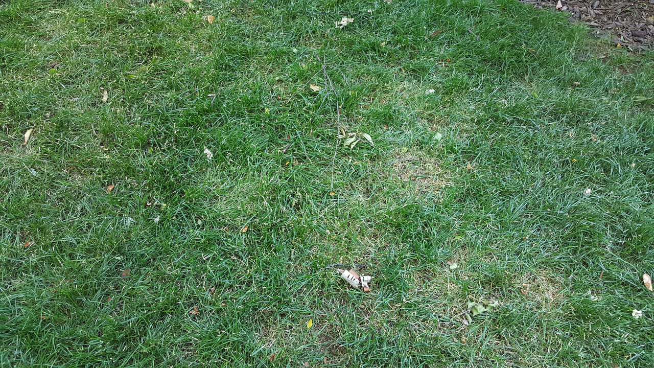 grass pic 9