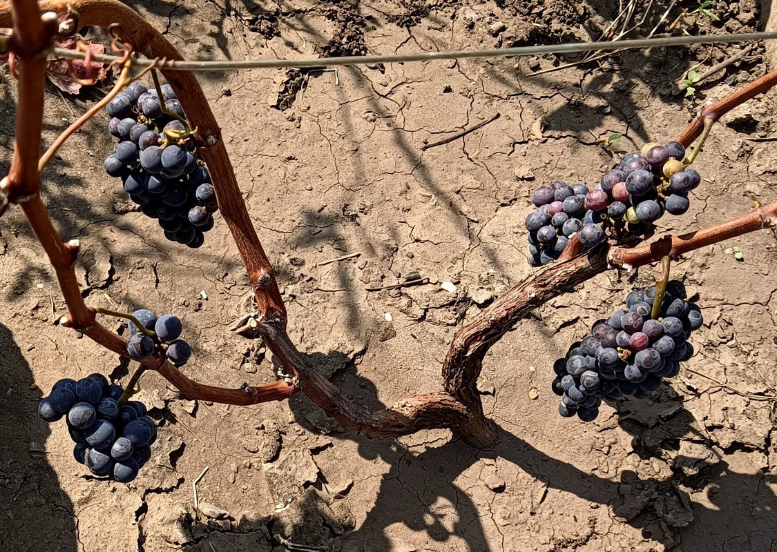 Мерло_20230823_135843