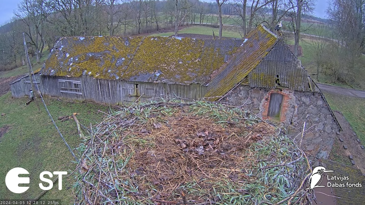 Baltie stārķi (Ciconia ciconia) Tukuma novadā - LDF tiešraide __ White storks in Tukums, Latvia 2-20
