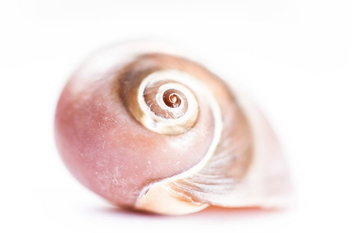 pink-seashell.jpg