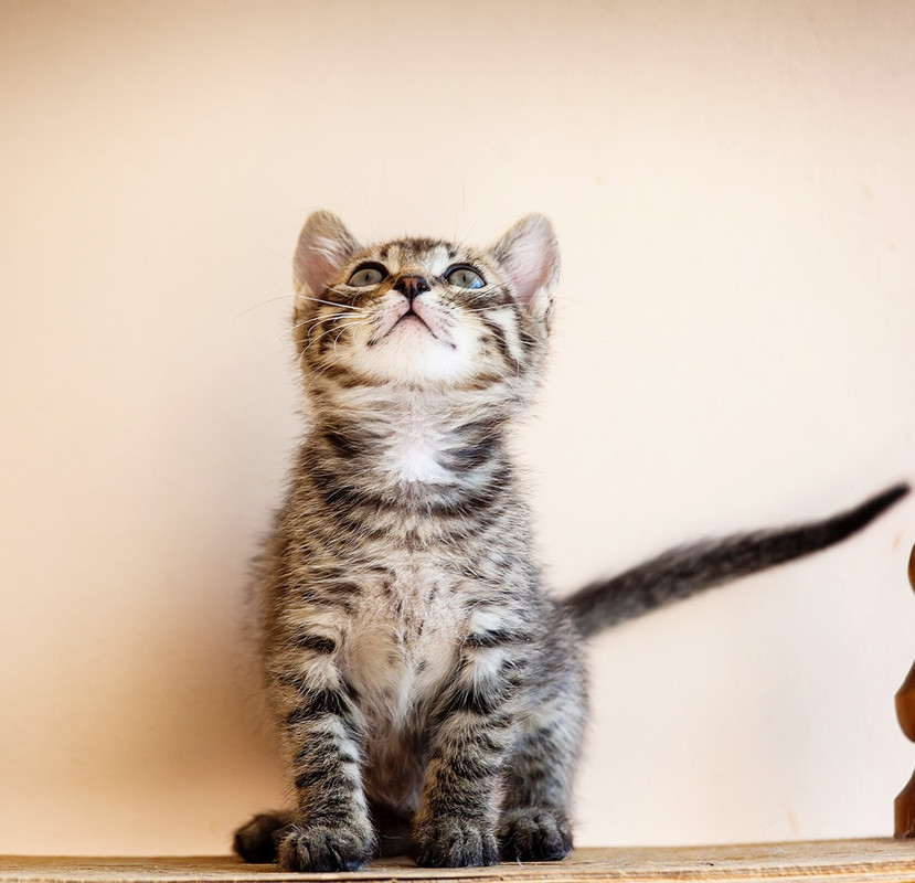 _MG_1244 КУПИДОНЧИК