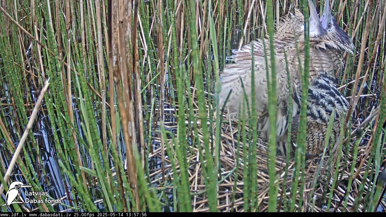 LDF Lielais dumpis (Botaurus stellaris) Zemītes pagastā 16-18-26 screenshot