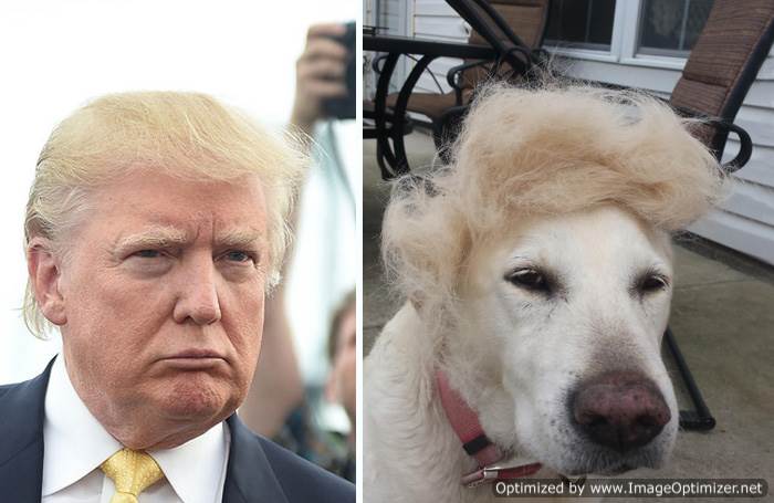 [Image: donald-trump-funny-look-alike-2-700.jpg]