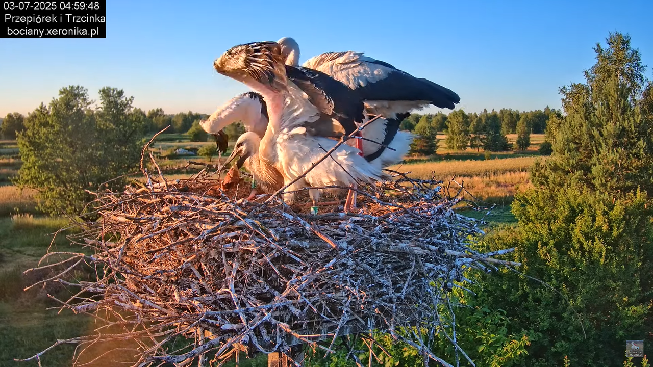 03072025bociany5