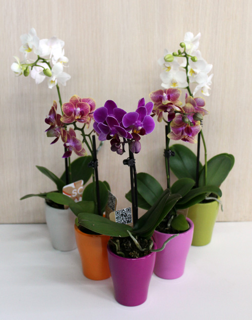 Орхидеи в керамических горшках особенности полива и ухода