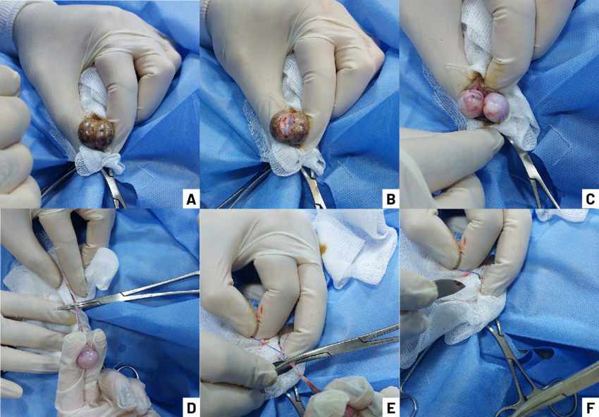 Stages-of-the-surgical-castration-procedure-A-F