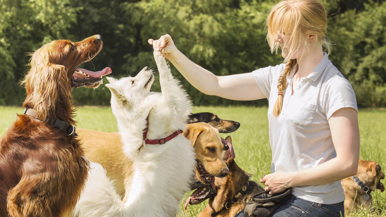 Shock Collar For Dogs;https://www.pussandpoochinc.com