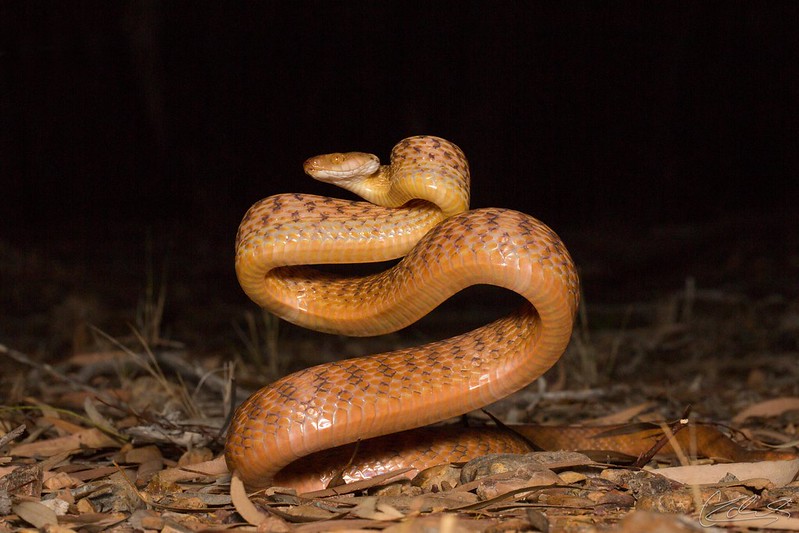 brown-tree-snake.jpg