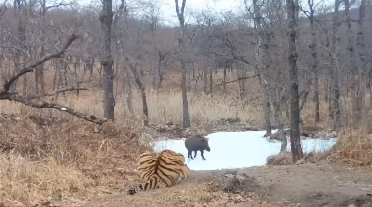 Jabalí se le va de las garras a un enorme Tigre y este finge que no pasó nada: video