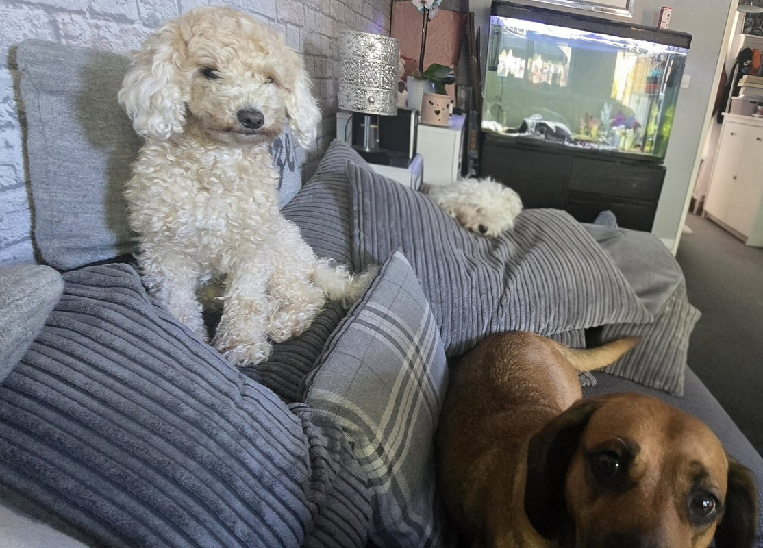 My three dogs Hope, Fifi, and Honey, the inspiration for my Hertfordshire pet waste removal business.