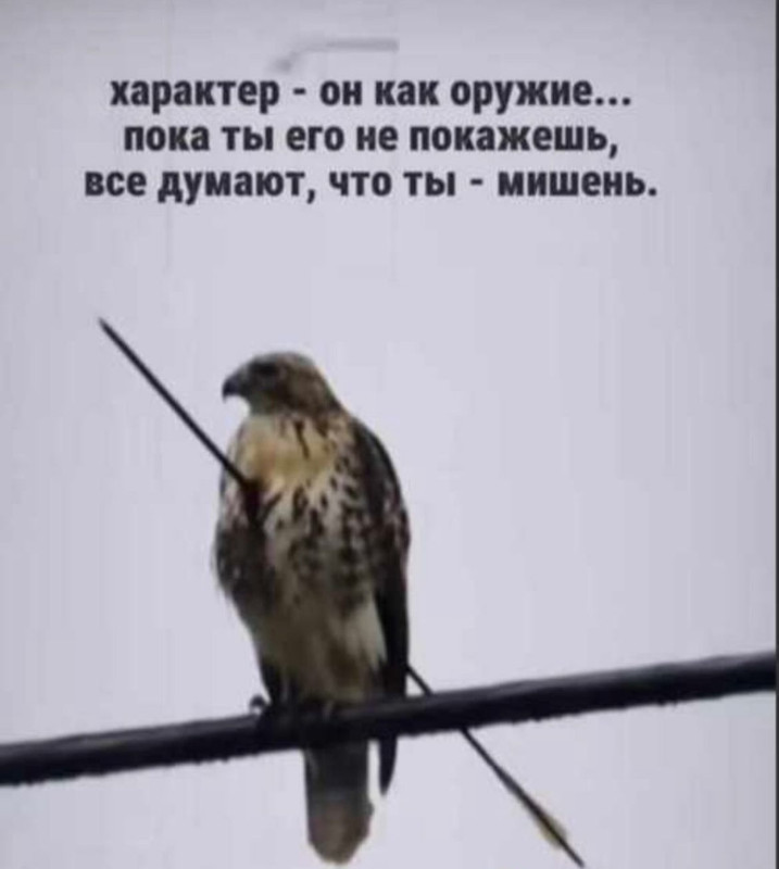 [Изображение: 8fbcc5a1f88a5fbf07560259834a6453.jpg]