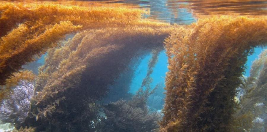 Интересные факты про Саргассово море - уникальный водоём без берегов Интересные факты про Саргассово море - уникальный водоём без берегов