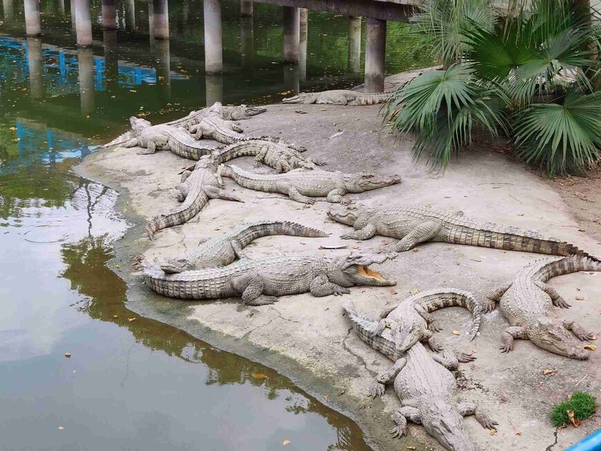 870-653-fixedwidth Гуанчжоуский крокодиловый парк: царство рептилий в сердце Китая