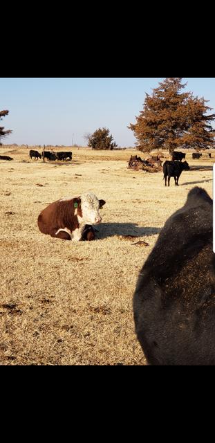 Screenshot_20191230-192750_Gallery