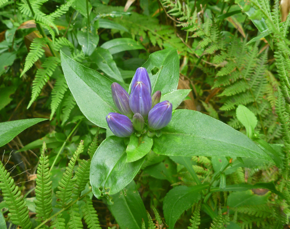 2022-09-01 13 - closed gentain (Gentiana andrewsii)