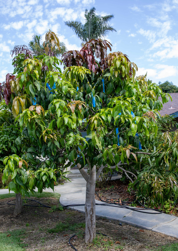 8U1A5318  NDM-Mallika-ValCarrie-Raw Honey   Growing (9-6-24)