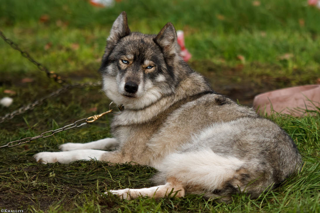 i-m-not-a-wolf-by-khalliysgraphy-d85yncd-pre.jpg